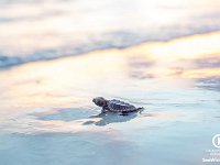Sunset Hatchling-1280x800 1